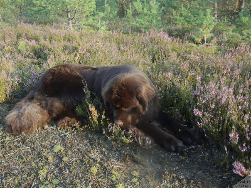 Фото: ньюфаундленд Aquatoriya Kelvin Heather Honey (Акватория Келвин Хизер Хани)