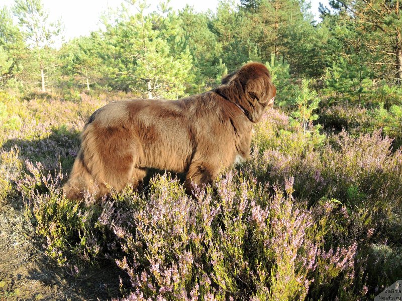 Фото: ньюфаундленд Aquatoriya Kelvin Heather Honey (Акватория Келвин Хизер Хани)