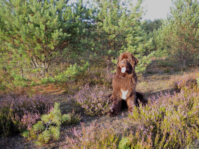 Фото: ньюфаундленд Aquatoriya Kelvin Heather Honey (Акватория Келвин Хизер Хани)