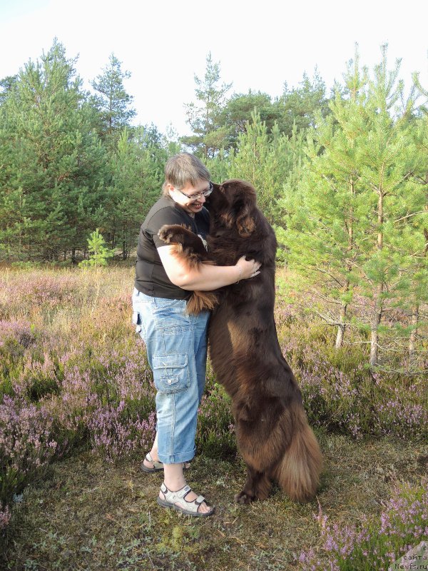 Фото: ньюфаундленд Aquatoriya Kelvin Heather Honey (Акватория Келвин Хизер Хани), Ekaterina Benken (Екатерина Бенкен)