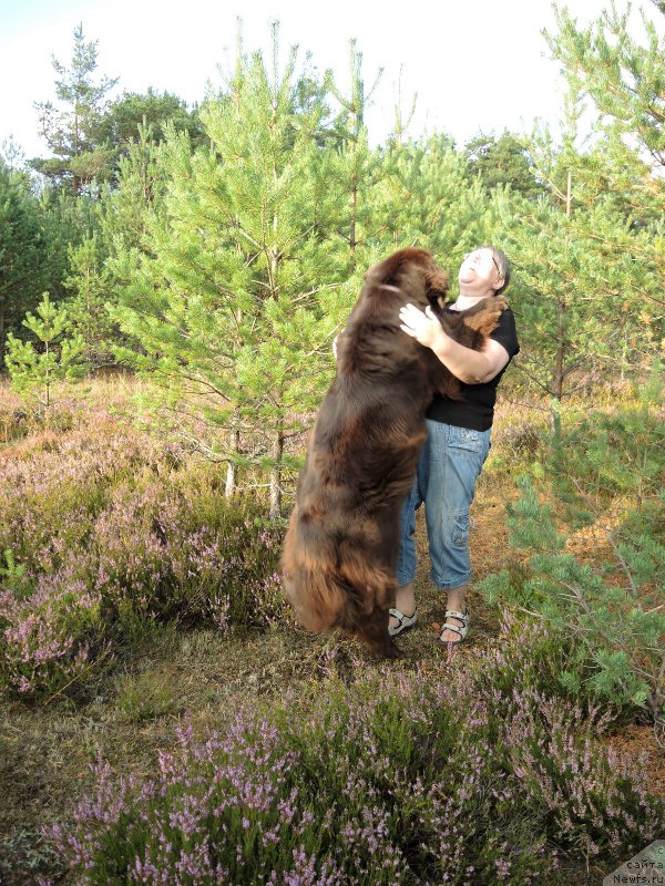 Фото: ньюфаундленд Aquatoriya Kelvin Heather Honey (Акватория Келвин Хизер Хани), Ekaterina Benken (Екатерина Бенкен)