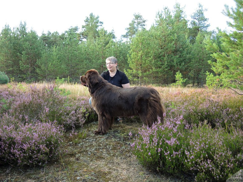 Фото: ньюфаундленд Aquatoriya Kelvin Heather Honey (Акватория Келвин Хизер Хани), Ekaterina Benken (Екатерина Бенкен)