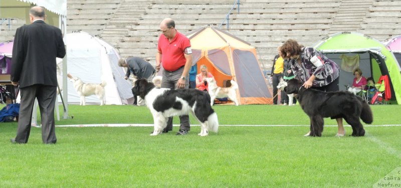 Фото: ньюфаундленд Flyufi Avalanch Princessa (Флюфи Аваланч Принцесса), Newfound Treasure Divine Diamond