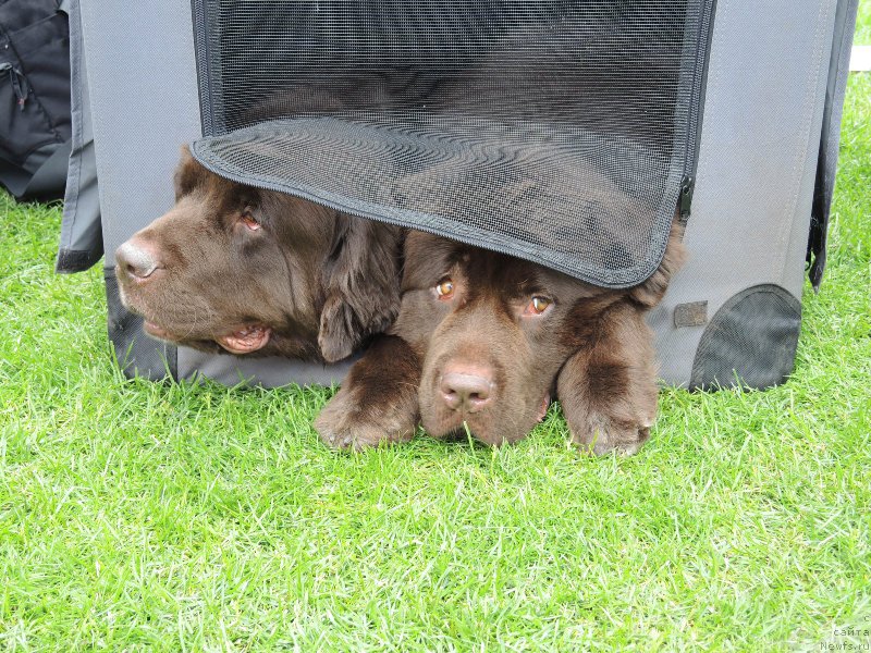 Фото: ньюфаундленд Fann'yuf Aurika Abissiniya (Фанньюф Аурика Абиссиния), ньюфаундленд Aquatoriya Kelvin Heather Honey (Акватория Келвин Хизер Хани)