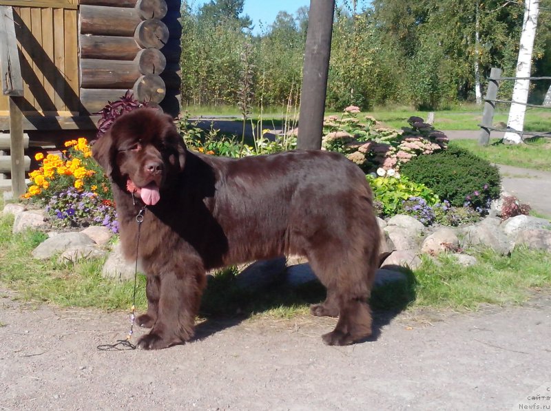 Фото: ньюфаундленд Aquatoriya Kelvin Heather Honey (Акватория Келвин Хизер Хани)