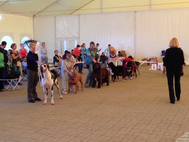 Фото: ньюфаундленд Aquatoriya Kelvin Heather Honey (Акватория Келвин Хизер Хани)