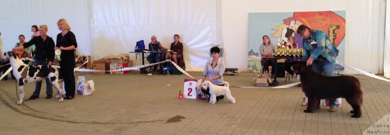 Фото: ньюфаундленд Aquatoriya Kelvin Heather Honey (Акватория Келвин Хизер Хани), Ekaterina Benken (Екатерина Бенкен)