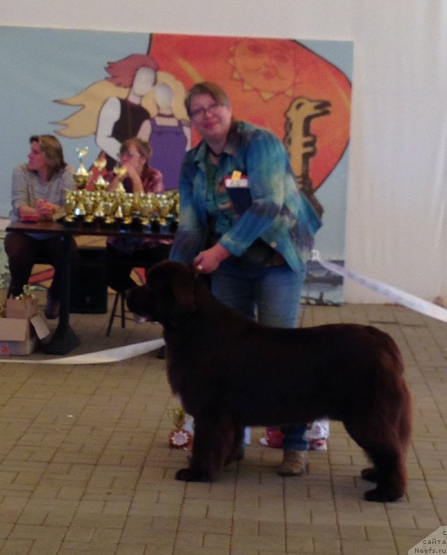 Фото: ньюфаундленд Aquatoriya Kelvin Heather Honey (Акватория Келвин Хизер Хани), Ekaterina Benken (Екатерина Бенкен)