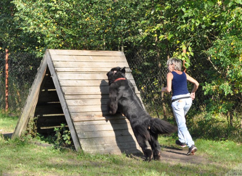 Фото: ньюфаундленд Beguschaya po Volnam SHangri-La (Бегущая по Волнам Шангри-Ла)
