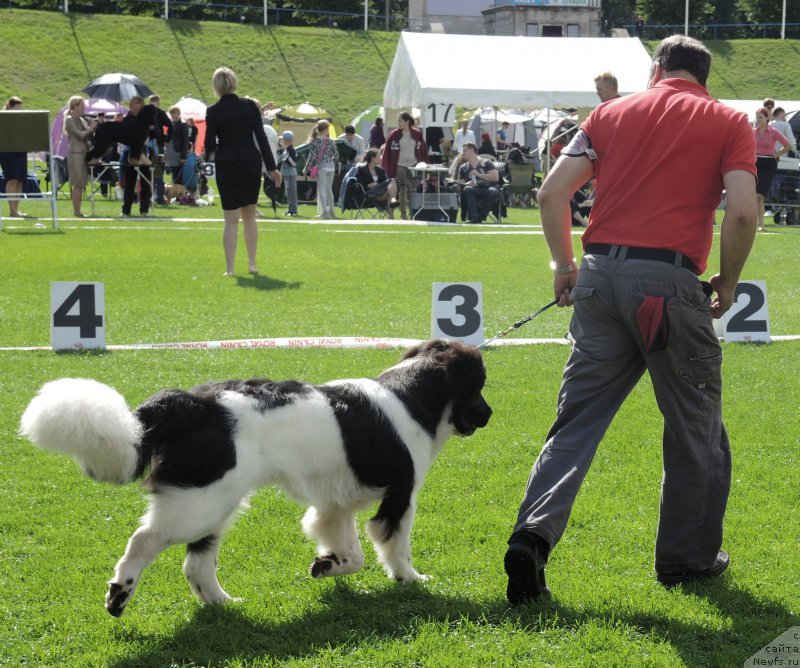 Фото: ньюфаундленд Flyufi Avalanch Princessa (Флюфи Аваланч Принцесса)