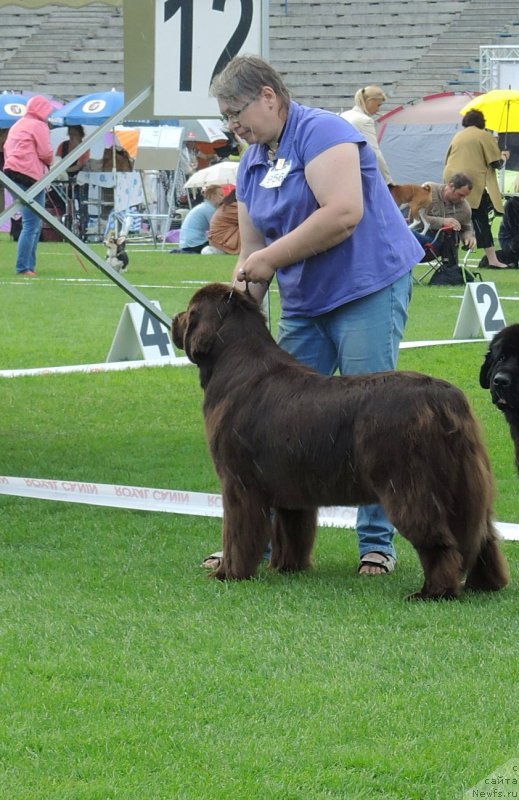 Фото: ньюфаундленд Aquatoriya Kelvin Heather Honey (Акватория Келвин Хизер Хани), Ekaterina Benken (Екатерина Бенкен)