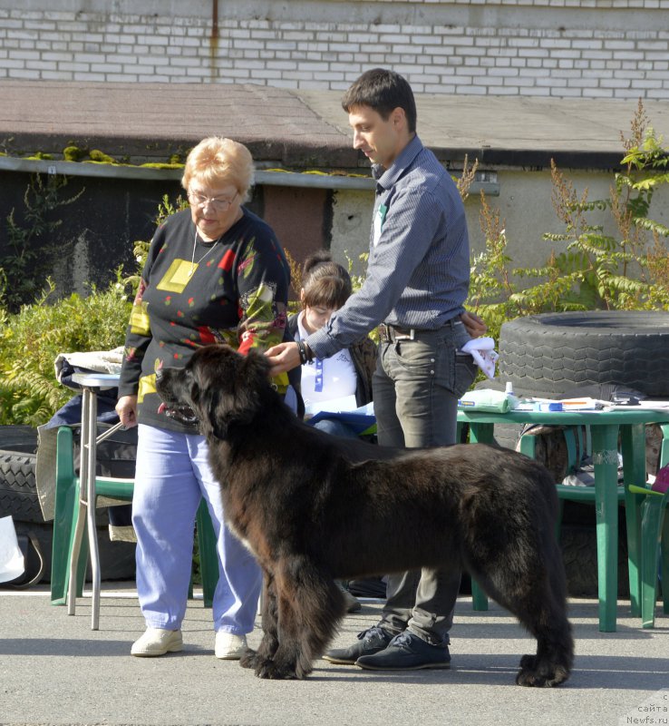Фото: ньюфаундленд Smigar Love Story (Смигар Лав Стори)