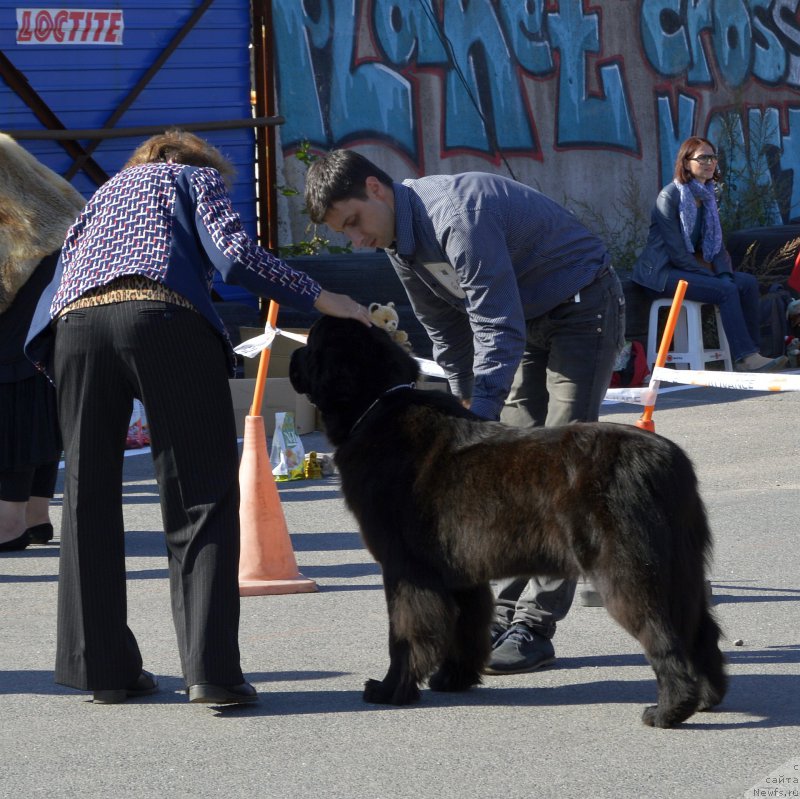 Фото: ньюфаундленд Smigar Love Story (Смигар Лав Стори)