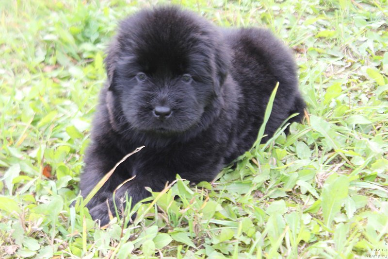 Фото: Оранжевая лента Малиновый Цветок Майолика 30 дней