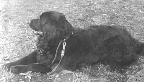 Фото: ньюфаундленд YUks YUrga (Юкс Юрга)