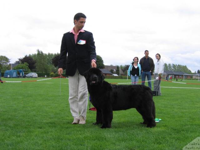 Фото: ньюфаундленд Skippers Only You for Smigar, Aleksandr Korotkov (Александр Коротков)