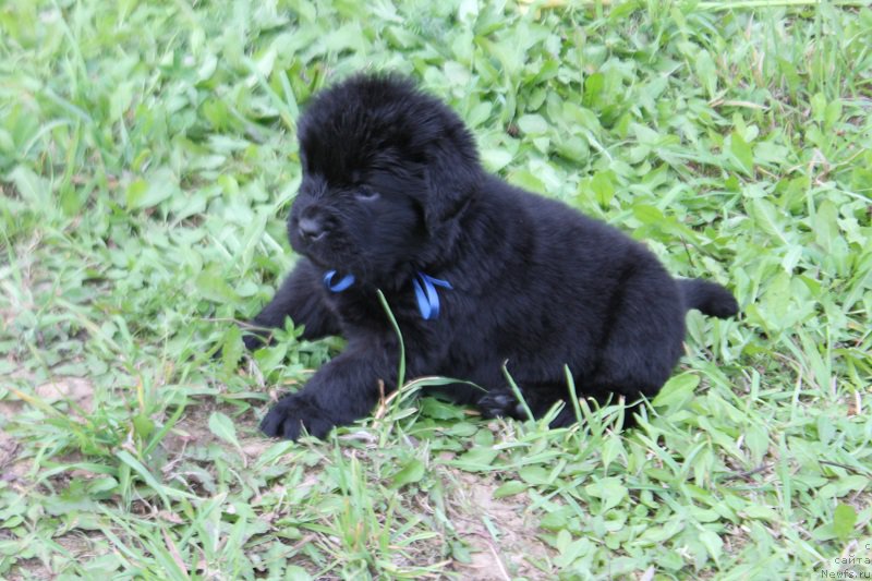 Фото: синяя лента 30 дней