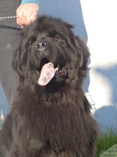 Фото: ньюфаундленд N'yufort Uslada (Ньюфорт Услада)