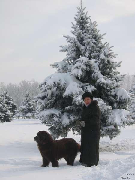 Фото: ньюфаундленд YOko Gava s Berega Dona (Ёко Гава с Берега Дона)