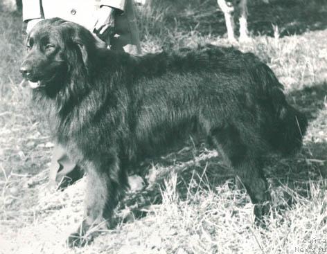 Фото: ньюфаундленд Graf (Граф)