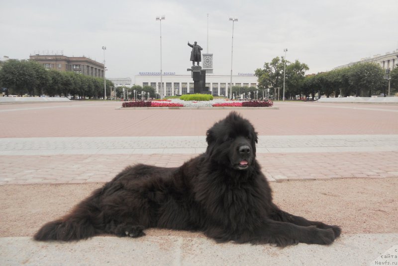 Фото: ньюфаундленд Usatyiy Nyan' Timosha (Усатый Нянь Тимоша)