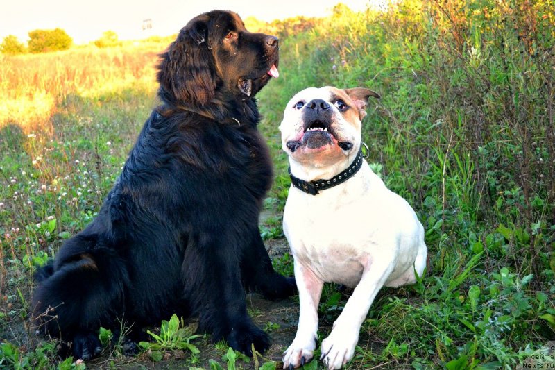 Фото: ньюфаундленд Smigar Talk of Soul (Смигар Ток ов Соул)