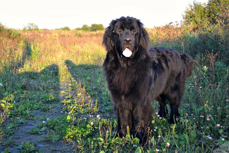 Фото: ньюфаундленд Smigar Talk of Soul (Смигар Ток ов Соул)