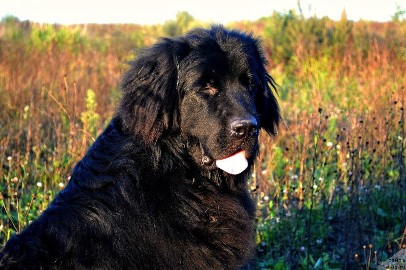 Фото: ньюфаундленд Smigar Talk of Soul (Смигар Ток ов Соул)