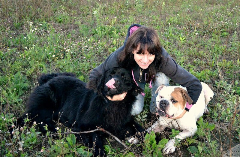 Фото: ньюфаундленд Smigar Talk of Soul (Смигар Ток ов Соул)