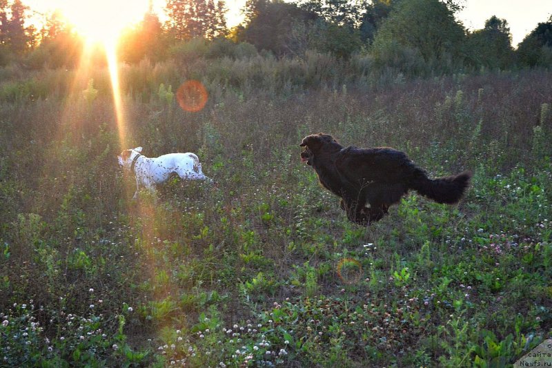 Фото: ньюфаундленд Smigar Talk of Soul (Смигар Ток ов Соул)