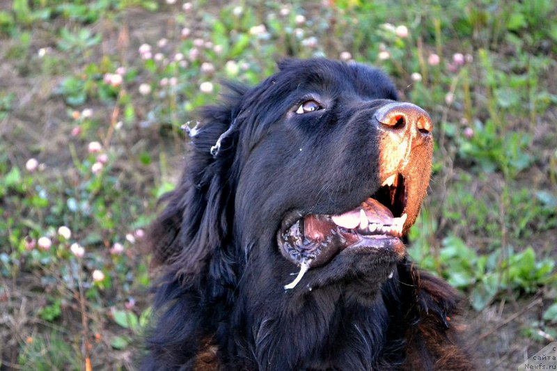 Фото: ньюфаундленд Smigar Talk of Soul (Смигар Ток ов Соул)