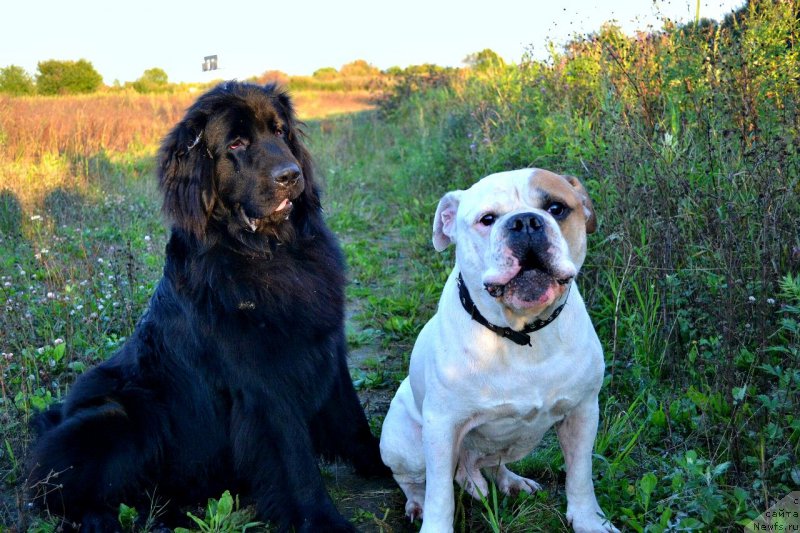 Фото: ньюфаундленд Smigar Talk of Soul (Смигар Ток ов Соул)