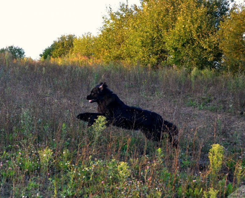Фото: ньюфаундленд Smigar Talk of Soul (Смигар Ток ов Соул)