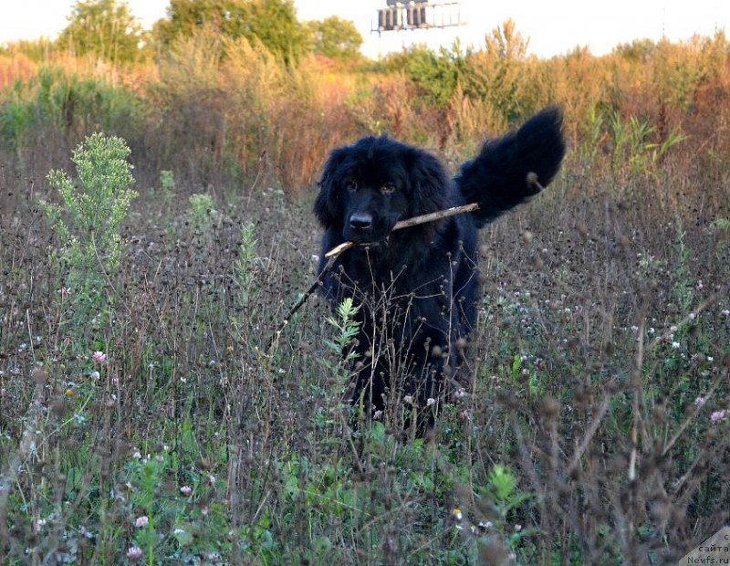 Фото: ньюфаундленд Smigar Talk of Soul (Смигар Ток ов Соул)