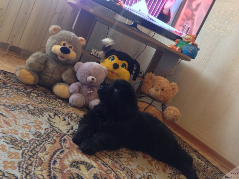 Фото: ньюфаундленд Brownblood MSK Helfi Best Armani (Браунблад МСК Хелфи Бэст Армани)