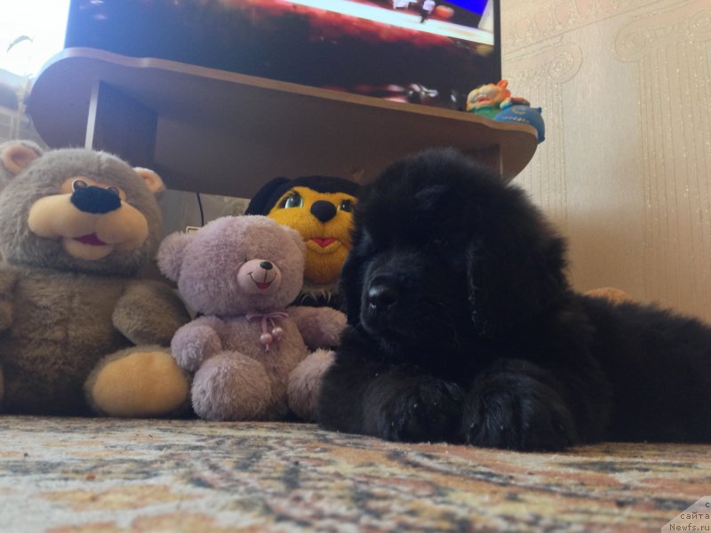 Фото: ньюфаундленд Brownblood MSK Helfi Best Armani (Браунблад МСК Хелфи Бэст Армани)