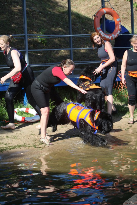 Фото: Antonina CHigvinceva (Антонина Чигвинцева), ньюфаундленд Toptyzhka Galatea Morskaya Nereida (Топтыжка Галатея Морская Нереида)