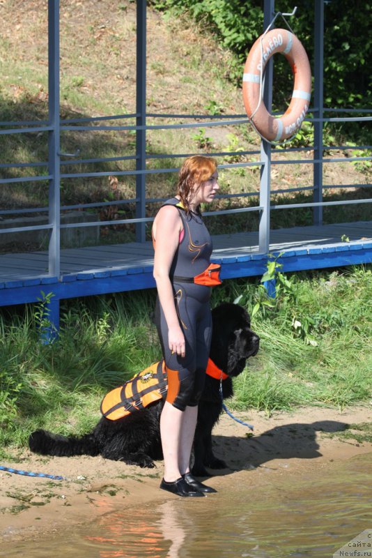 Фото: Elizaveta Safiullina (Елизавета Сафиуллина), ньюфаундленд Giacomo vom Darius Land