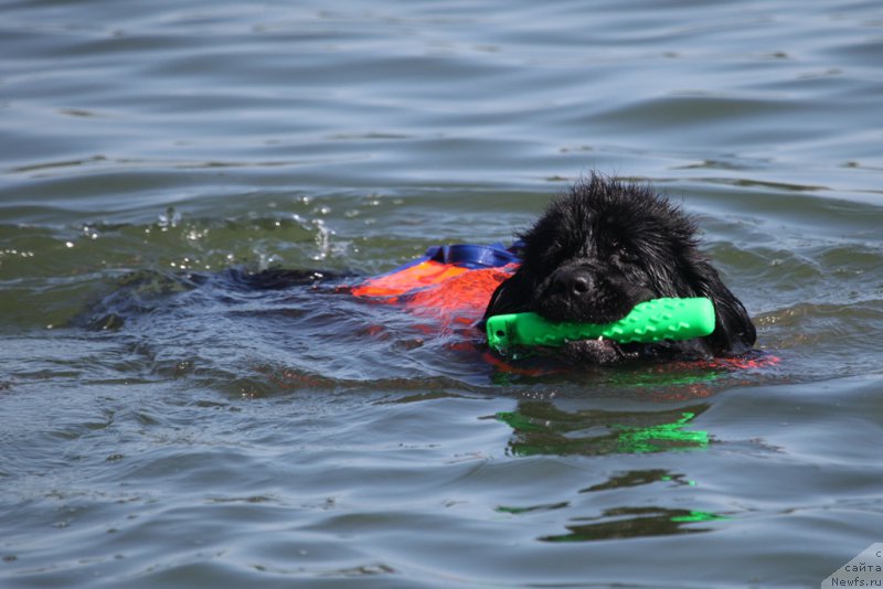 Фото: ньюфаундленд Toptyzhka Galatea Morskaya Nereida (Топтыжка Галатея Морская Нереида)