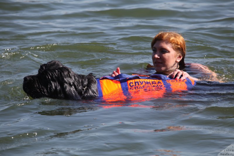 Фото: Elizaveta Safiullina (Елизавета Сафиуллина), ньюфаундленд Giacomo vom Darius Land