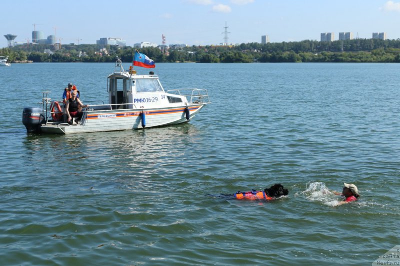 Фото: Ol'ga Muzyichuk (Ольга Музычук), ньюфаундленд Black Blues iz Volotova, Aleksandra Fetisova (Александра Фетисова)