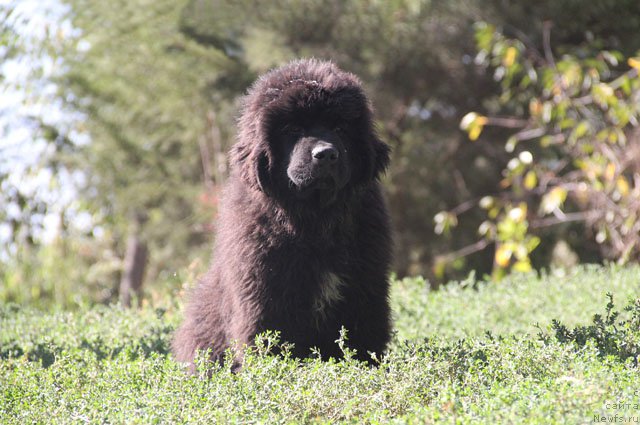 Фото: ньюфаундленд A'Portos s Berega Dona (А'Портос с Берега Дона)