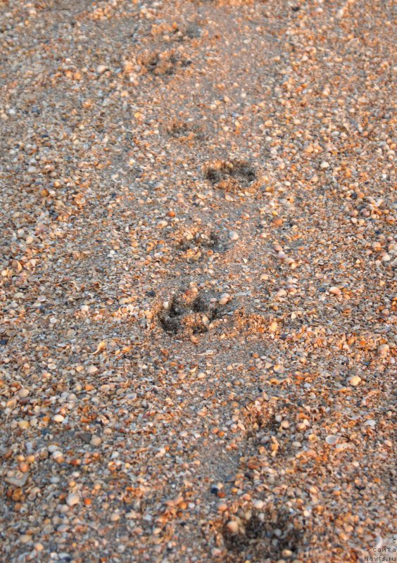 Фотография № 163049