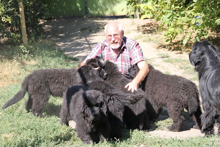 Фото: ньюфаундленд A'Portos s Berega Dona (А'Портос с Берега Дона), ньюфаундленд Aramis s Berega Dona (Арамис с Берега Дона), ньюфаундленд Yahtay s Berega Dona (Яхтай с Берега Дона), ньюфаундленд Yanaya s Berega Dona (Яная с Берега Дона), ньюфаундленд Yanita s Berega Dona (Янита с Берега Дона), и, Vitaliy Ivanickiy (Виталий Иваницкий)