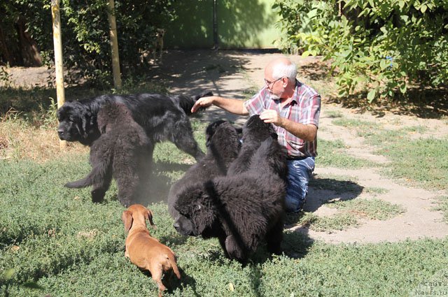 Фото: ньюфаундленд A'Portos s Berega Dona (А'Портос с Берега Дона), ньюфаундленд Aramis s Berega Dona (Арамис с Берега Дона), ньюфаундленд Yahtay s Berega Dona (Яхтай с Берега Дона), ньюфаундленд Yanaya s Berega Dona (Яная с Берега Дона), ньюфаундленд Yanita s Berega Dona (Янита с Берега Дона), и, Vitaliy Ivanickiy (Виталий Иваницкий), иии - Люся!