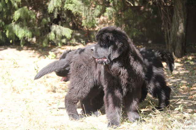 Фото: ньюфаундленд Yanaya s Berega Dona (Яная с Берега Дона)
