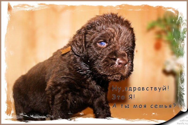 Фото: ньюфаундленд Brownblood MSK Hakim Gold Haydar (Браунблад МСК Хаким Голд Хайдар)