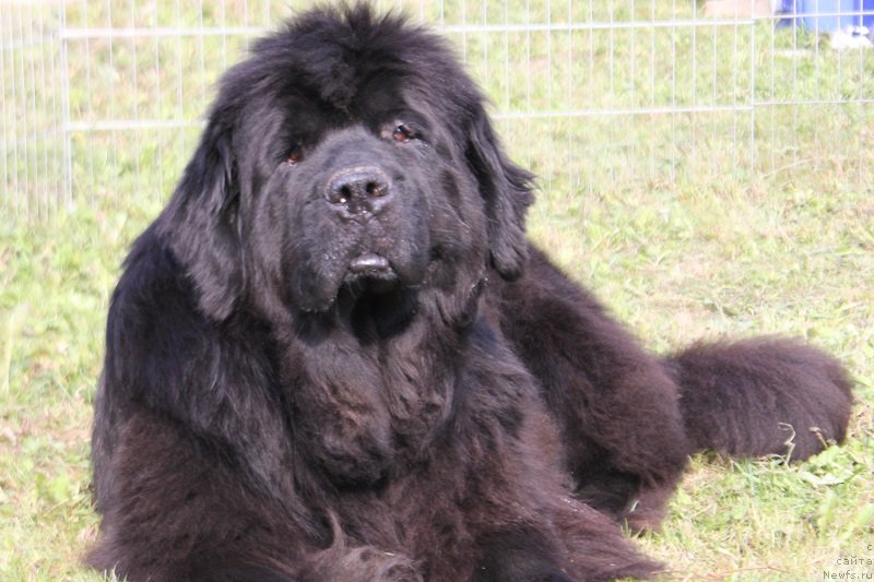 Фото: ньюфаундленд Grand Byebi Ariadna (Гранд Бэби Ариадна)
