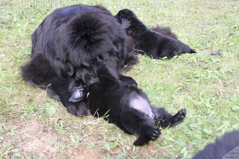 Фото: ньюфаундленд Grand Byebi Ariadna (Гранд Бэби Ариадна)