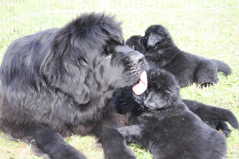 Фото: ньюфаундленд Grand Byebi Ariadna (Гранд Бэби Ариадна)